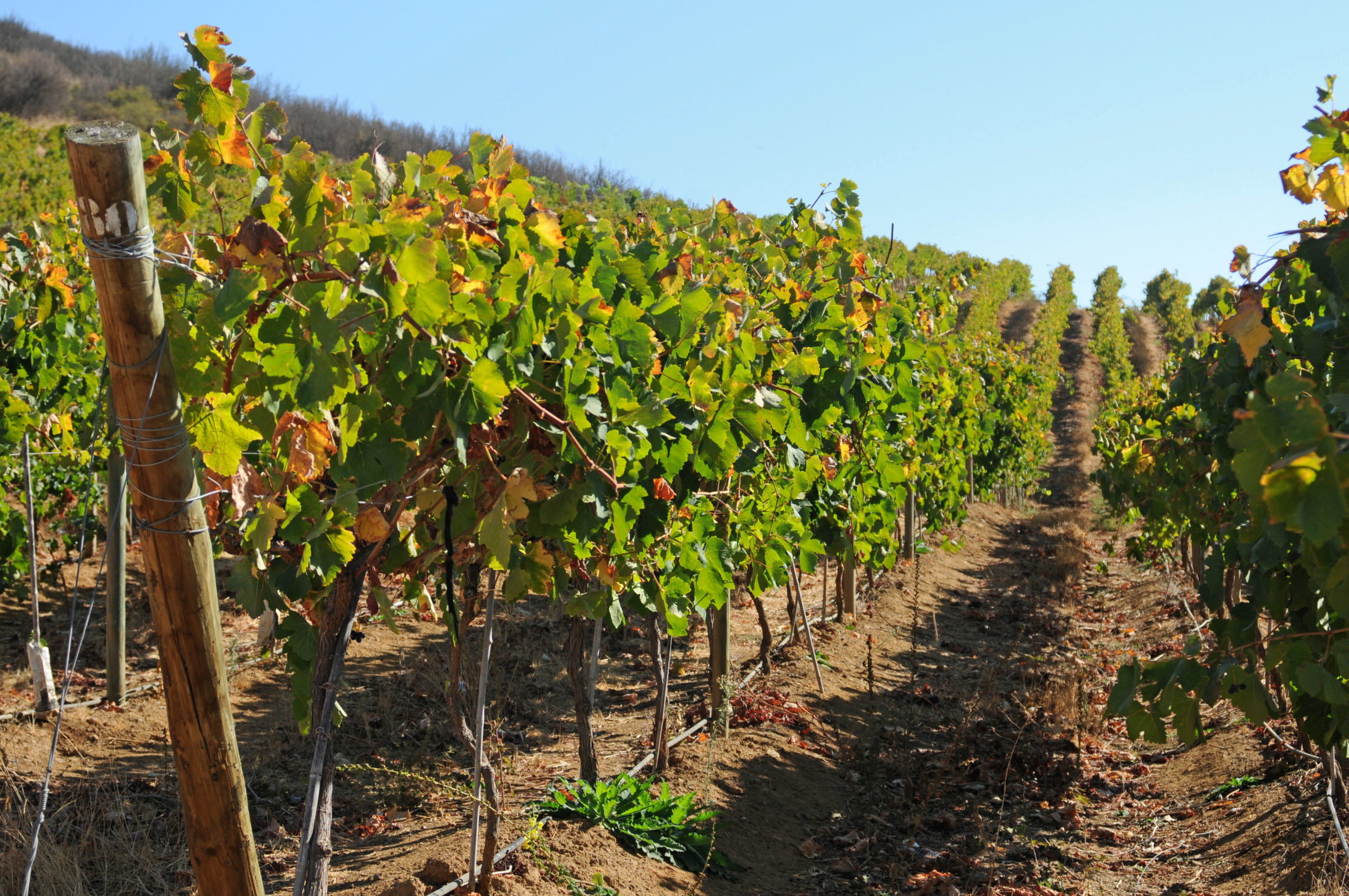 First vineyard to measure its water footprint